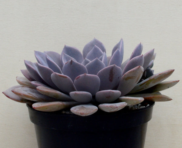 x Graptoveria 'Debbie'