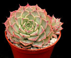 Echeveria halbingeri 'Walther'