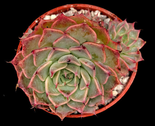 Echeveria halbingeri 'Walther'