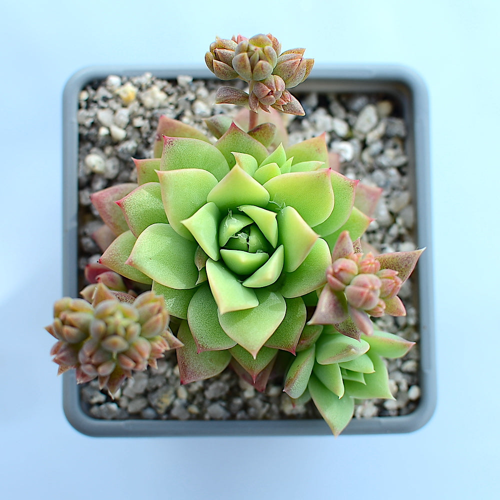 macdougallii succulent Graptopetalum macdougallii – Surreal Succulents