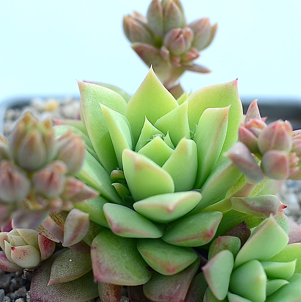 macdougallii succulent Graptopetalum macdougallii – Surreal Succulents