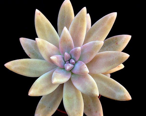 x Graptosedum 'Darley Sunshine'