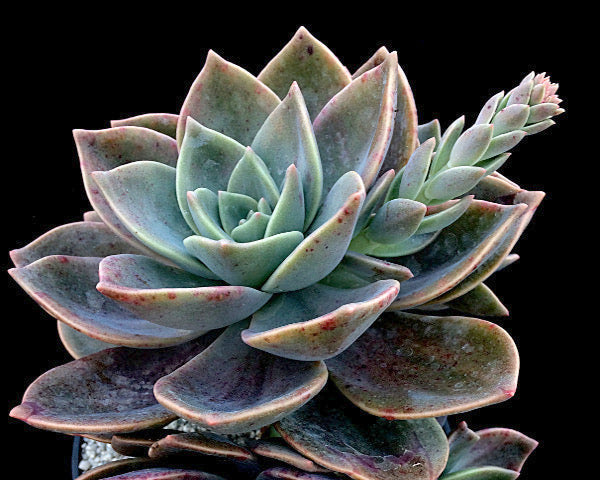 x Graptoveria 'Albert Baynes'