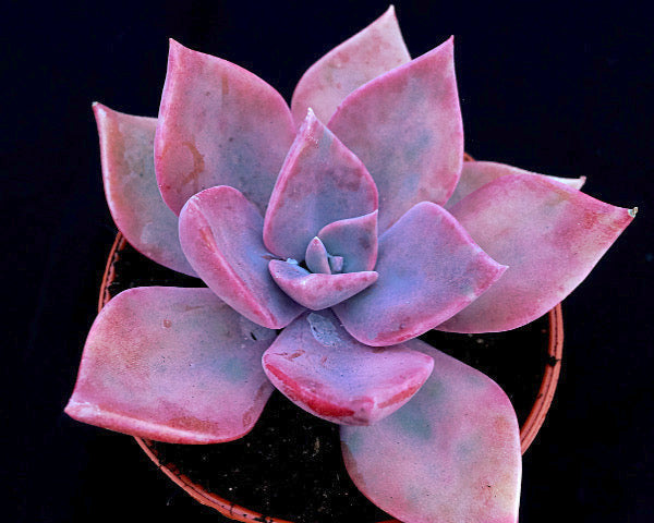 x Graptoveria 'Douglas Huth'