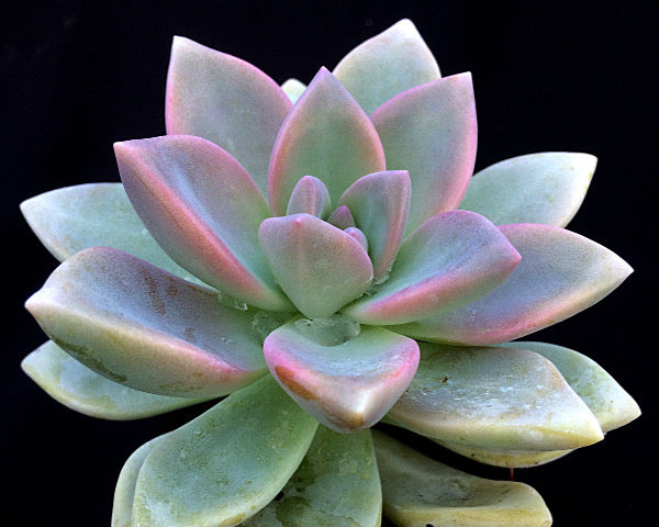 x Graptosedum 'Ghosty'