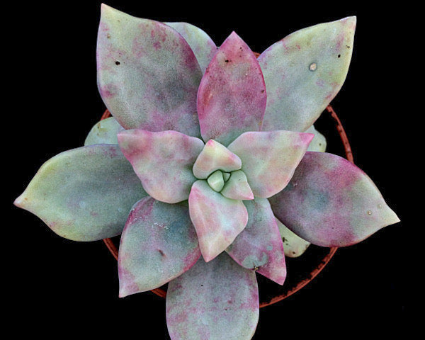 x Graptoveria 'Kew Marble'