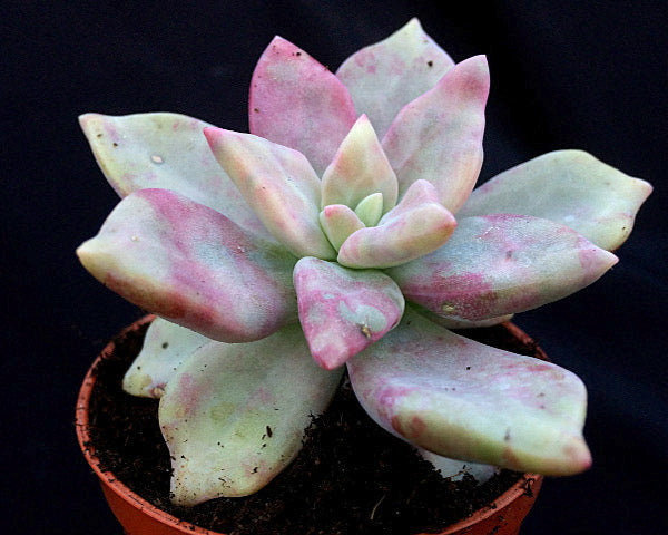 x Graptoveria 'Kew Marble'