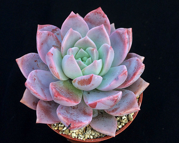 x Graptoveria 'Milky Way'