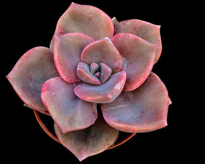 x Graptoveria 'Mrs Richards'