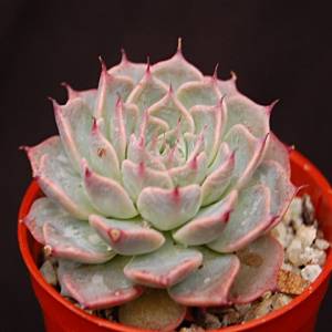 Echeveria halbingeri 'Walther'