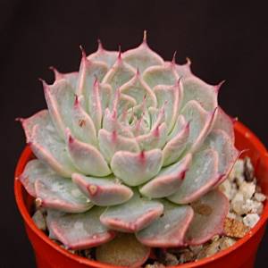 Graptopetalum suaveolens