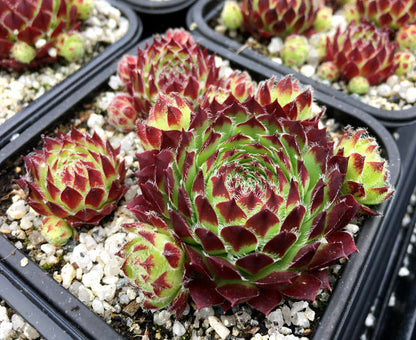 Sempervivum 'Green Dragon'