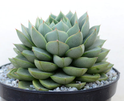 Echeveria 'Green Gollum'