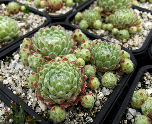 Sempervivum 'Green Ice'