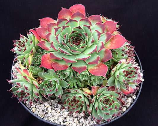 Sempervivum calcareum 'Guillaumes'