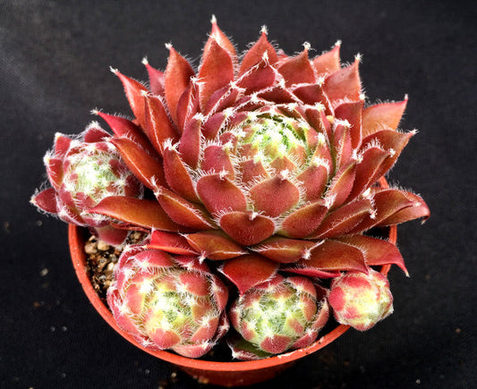 Sempervivum 'Gulle Dame'