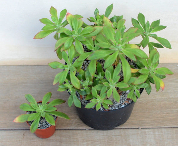 Echeveria harmsii | Plush Plant