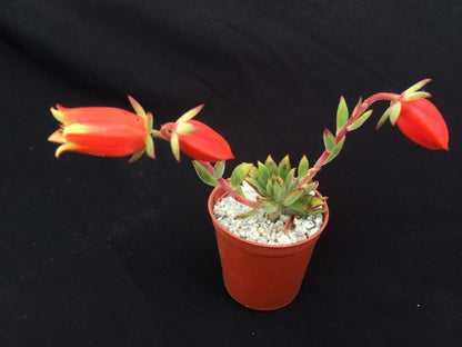 Echeveria harmsii (Plush Plant)