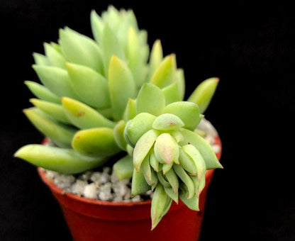 x Sedeveria 'Harry Butterfield'