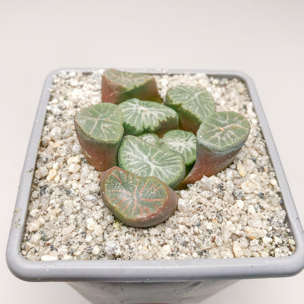 Haworthia ‘Bai Miao Vientiane’