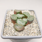 Haworthia ‘Bai Miao Vientiane’