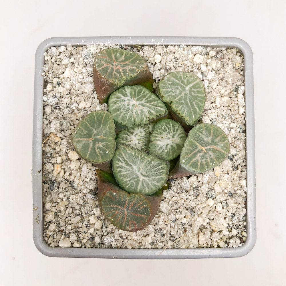 Haworthia ‘Bai Miao Vientiane’