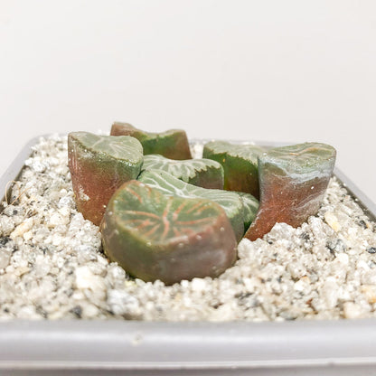 Haworthia ‘Bai Miao Vientiane’