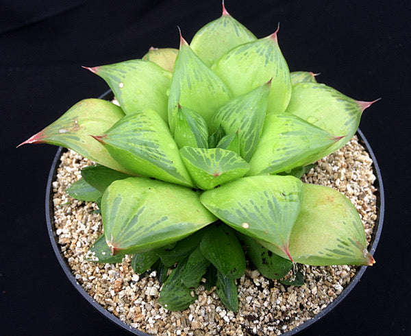 Haworthia 'King'