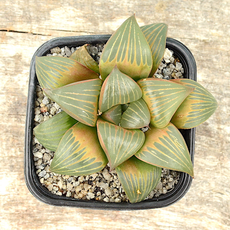 Haworthia mutica var. nigra