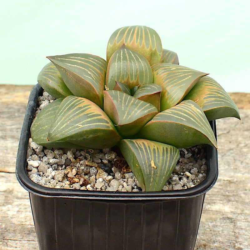 Haworthia mutica var. nigra