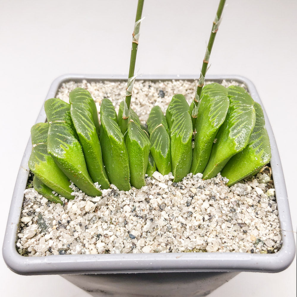 Haworthia truncata ‘Green Jade Fan’