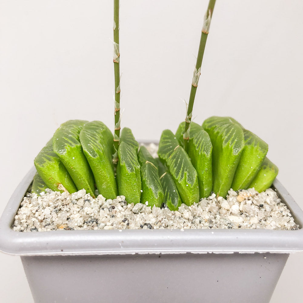 Haworthia truncata ‘Green Jade Fan’