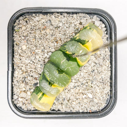 Haworthia Truncata Variegata