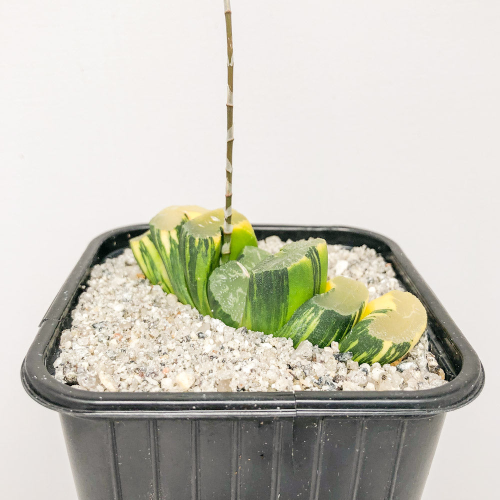 Haworthia Truncata Variegata