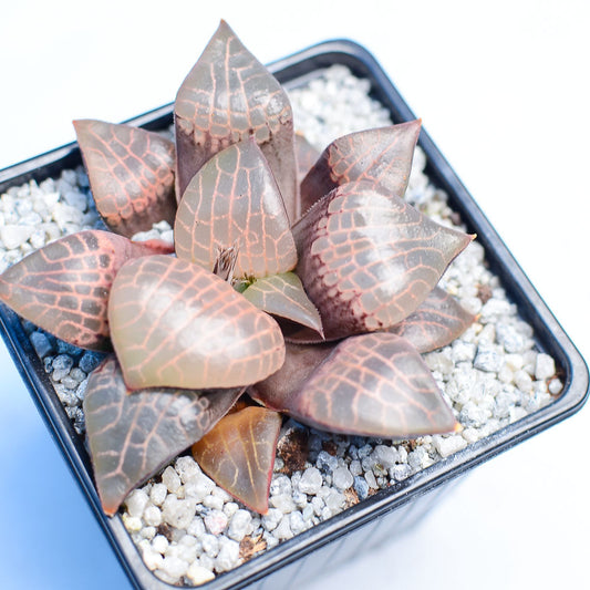 Haworthia comptoniana 'Crystal'