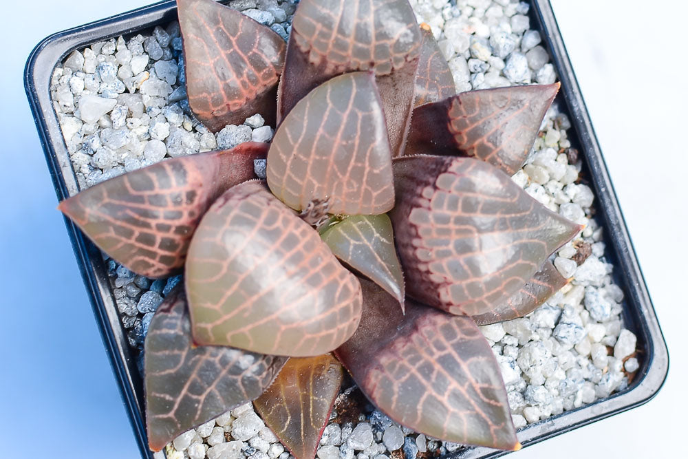 Haworthia comptoniana 'Crystal'