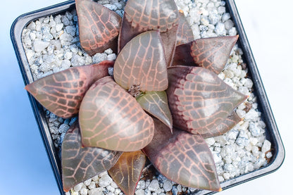 Haworthia comptoniana 'Crystal'