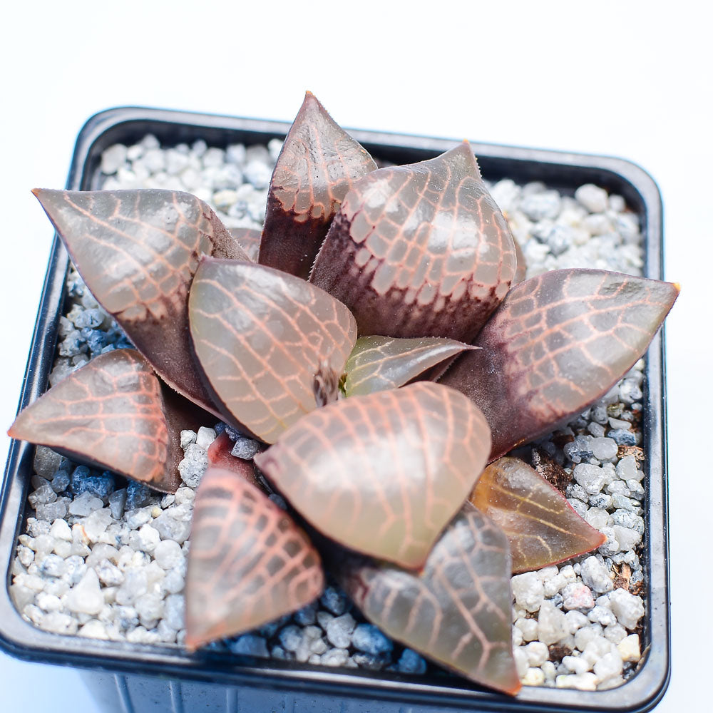 Haworthia comptoniana 'Crystal'