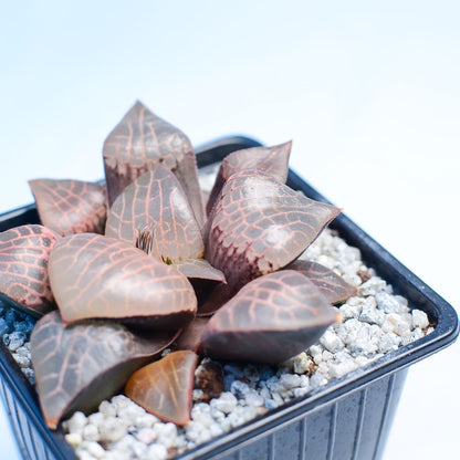 Haworthia comptoniana 'Crystal'