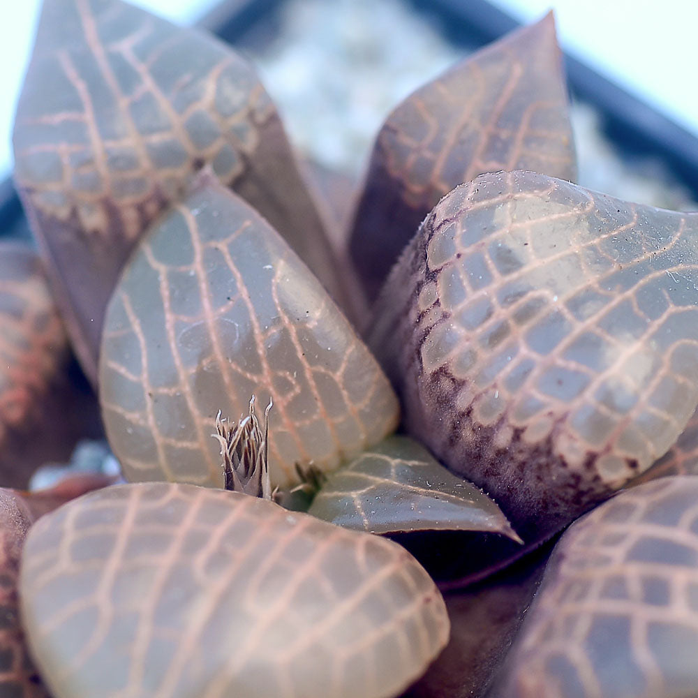 Haworthia comptoniana 'Crystal'