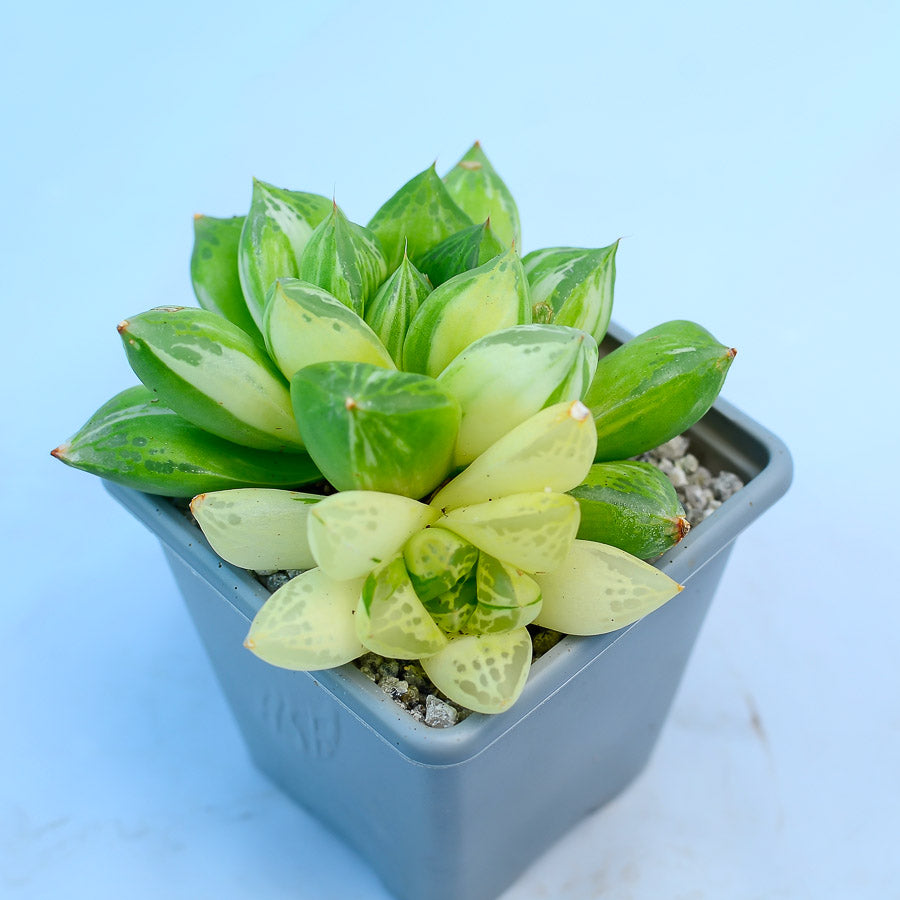 Haworthia crispidata f variegata