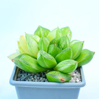 Haworthia crispidata f variegata