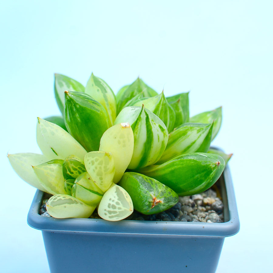 Haworthia crispidata f variegata