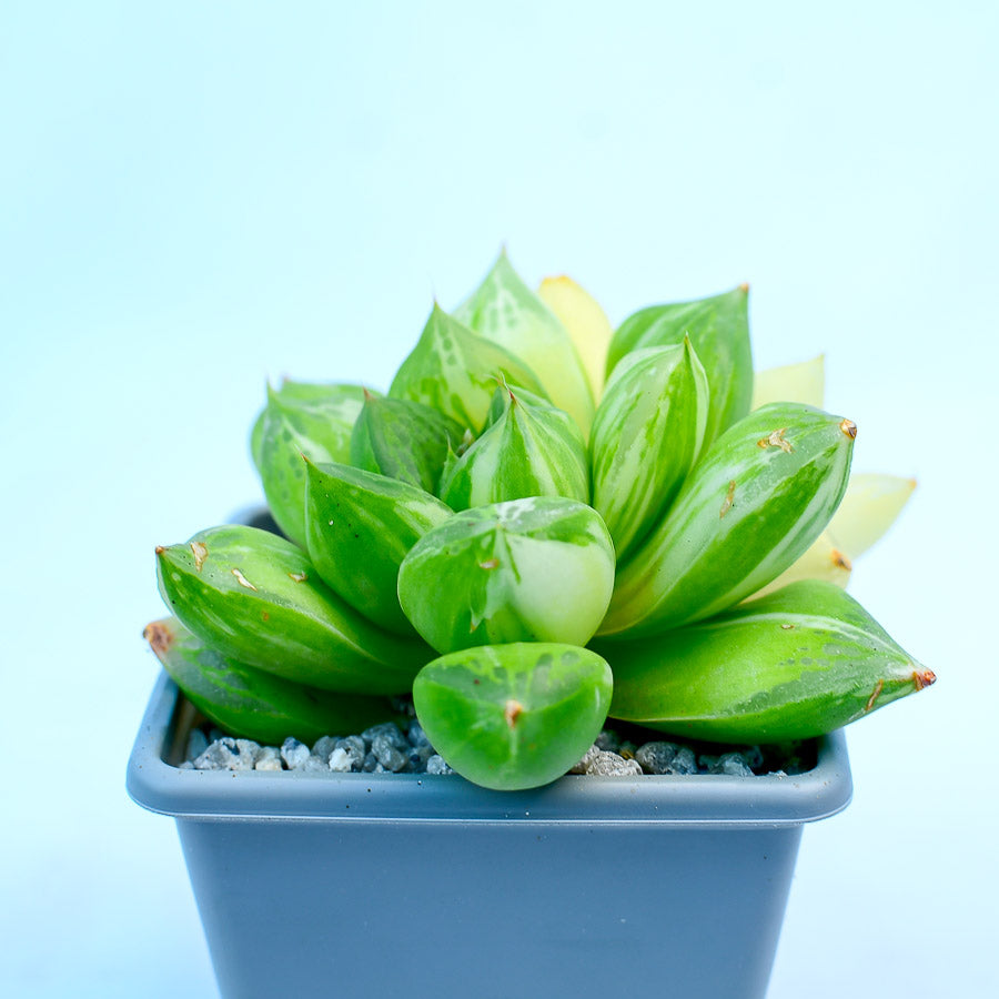 Haworthia crispidata f variegata