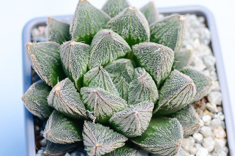 Haworthia 'White Fox'