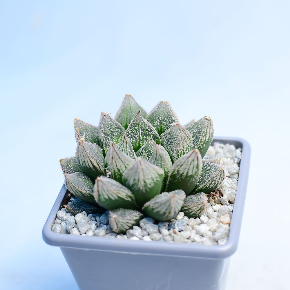 Haworthia 'White Fox'