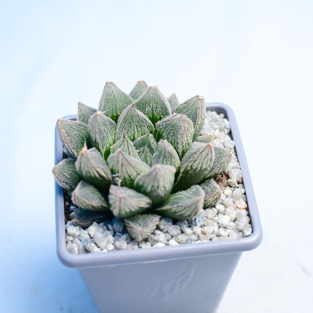 Haworthia 'White Fox'