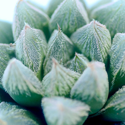 Haworthia 'White Fox'