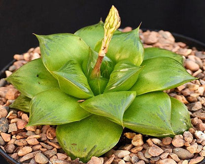 Haworthia 'King'