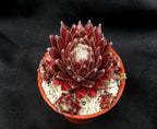 Sempervivum 'Heigham Red'